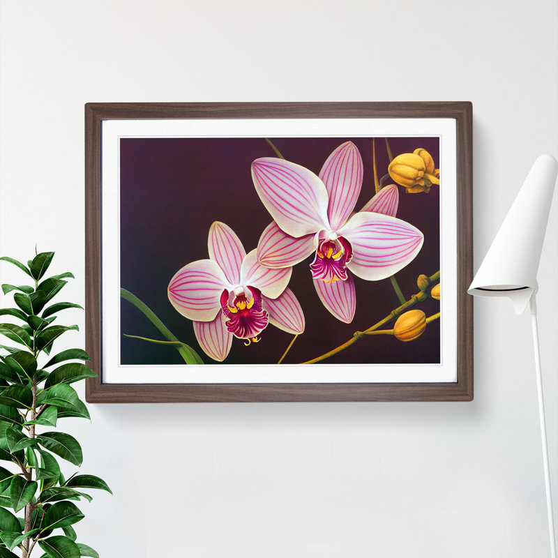 Iconic Orchid Flowers 1 Piece Single Picture Frame Wall Art, 34cm H x 46cm W x 2cm D, Walnut