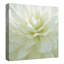 " White Blossom I " by Mary Campanga-1027352565