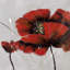 «Red Poppy Flowers», art mural gris-119727582