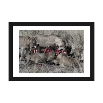 " South Luangwa Lions " by Scott Bennion