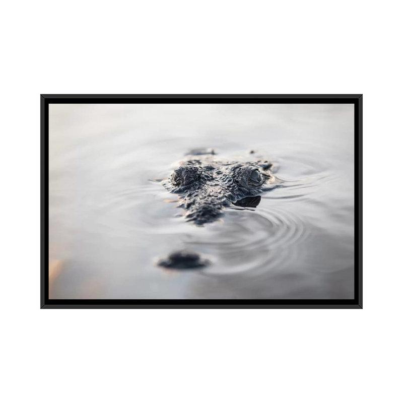 «A Large American Crocodile Surfaces in a Lagoon», impression sur toile, H 18 po x l 26 po x P 1,5 po, Toile avec cadre noir