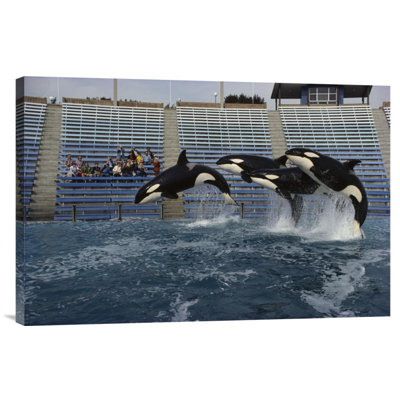 " Orca Trio Jumping, Sea World, San Diego, California "