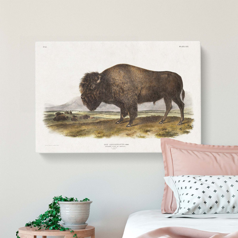 An American Bison - Wrapped Canvas, 35cm H x 50cm W x 3cm D