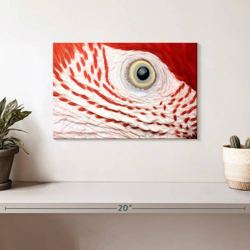Oeil de perroquet Ara Brampt, H 8 po x l 12 po