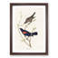 Prairie Starling Bird by John Audubon - Picture Frame Painting Print-55601983-55601986