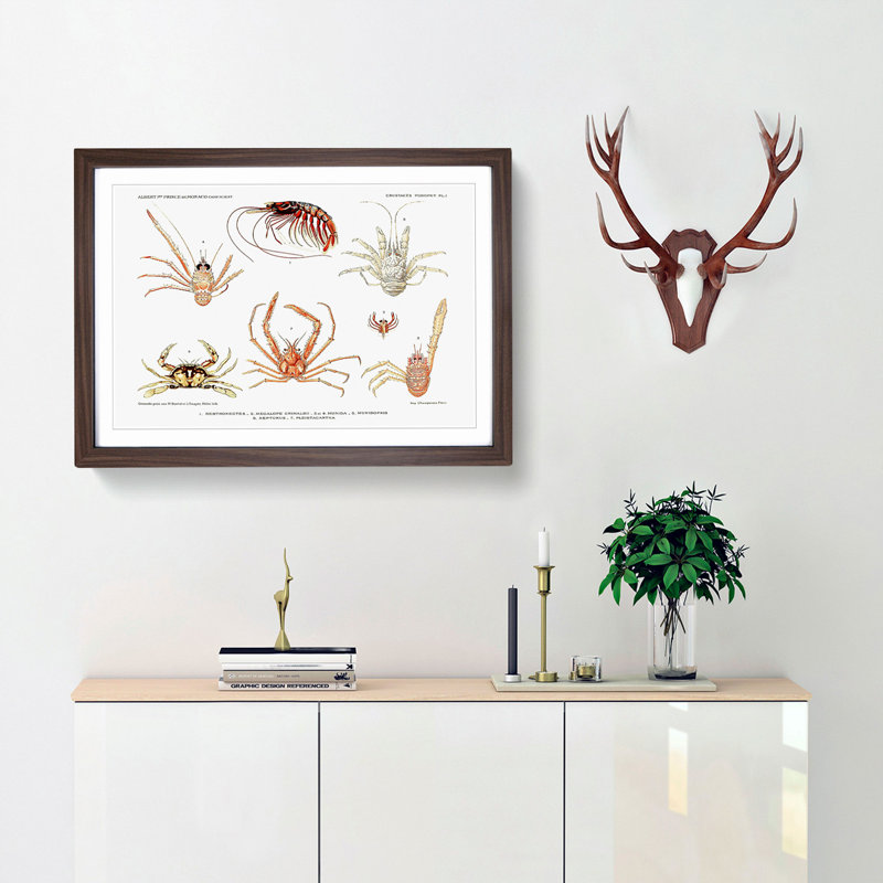 Crabs & Shrimps by Albert I - Framed Print, 27cm H x 36cm W x 2cm D, Walnut Framed