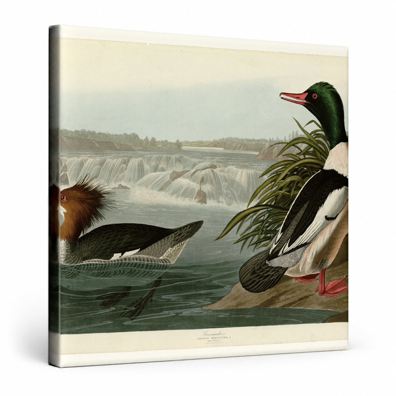 Goosander, plaque CCCCXXI (1836) - art mural carré sur toile, 12" W x 12" H