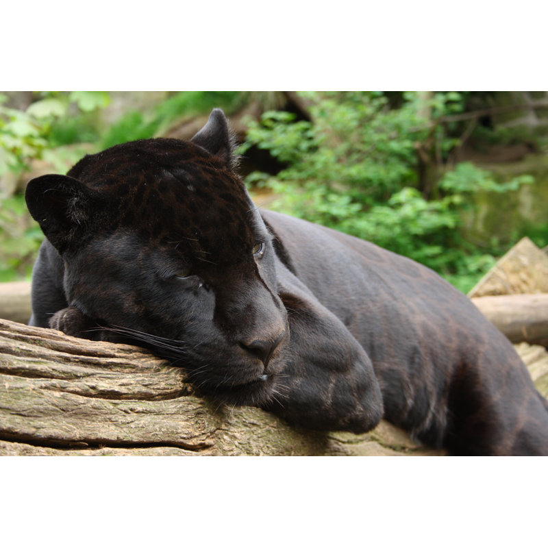 Witney Black Jaguar - Wrapped Canvas Print, 30cm H x 46cm W x 3.8cm D