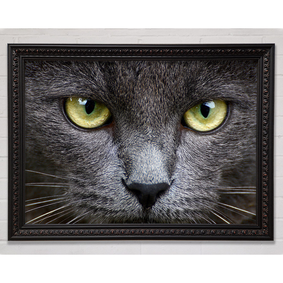 Smokey Grey Cat - Einzelner Bilderrahmen Kunstdrucke