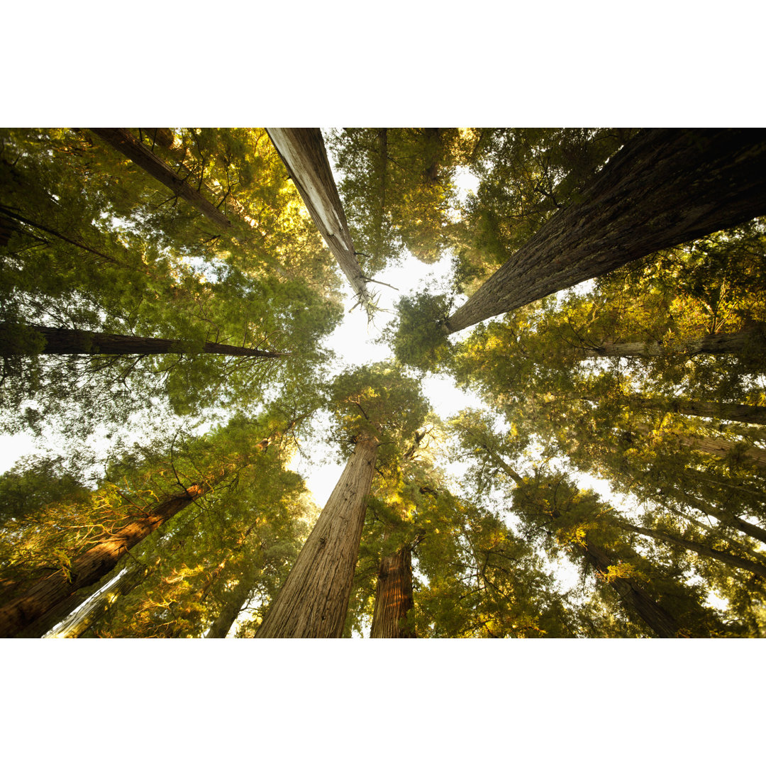 Looking Up At A Dense Sequoia Forest von Pgiam - Ohne Rahmen auf Leinwand drucken