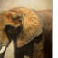 «The Elephant Emerges», impression sur toile tendue Vidur-22075760