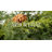 72" Faux Arborvitae Garland