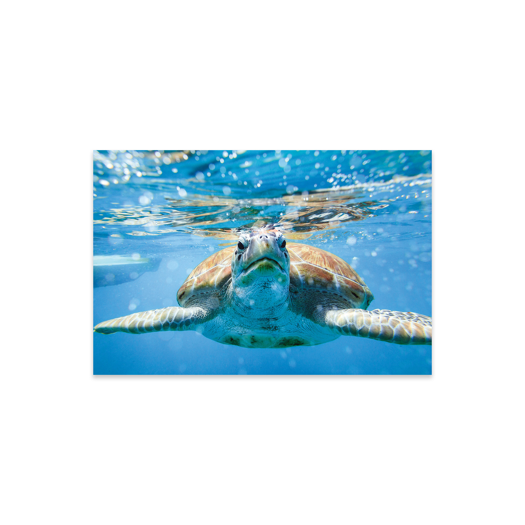 Bay Isle Home Dabachi " Vis A Vis With The Turtle " by Matteo Colombo