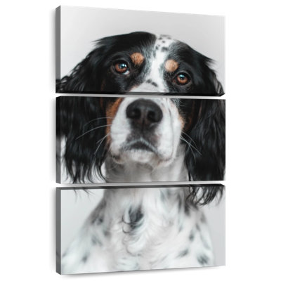 Brampt English Setter Dog