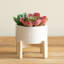 Succulent dans un pot-29552761