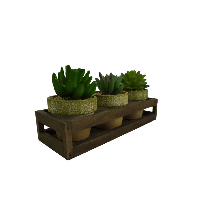Ensemble de succulent agave 3 pièces dans un panier