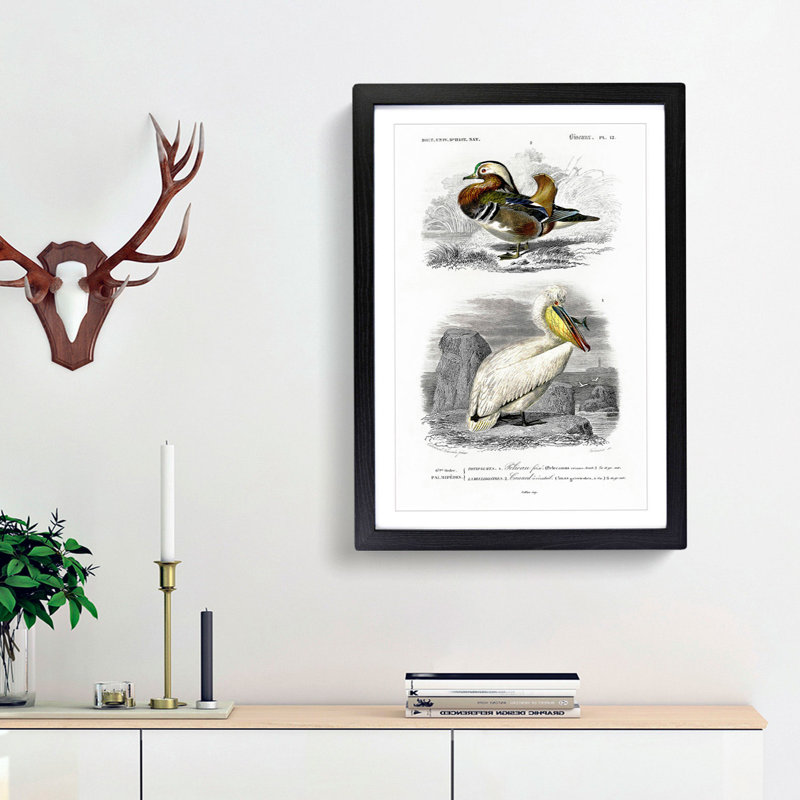 Duck and Pelican by Charles d' Orbigny - Picture Frame Painting Print, Black Framed, 65cm H x 48cm W x 2cm D