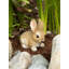 VIVID BUNNY