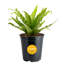 Bird''s Nest Fern in Nursery Pot
