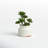 11 " H Faux Succulent in Ceramic Pot