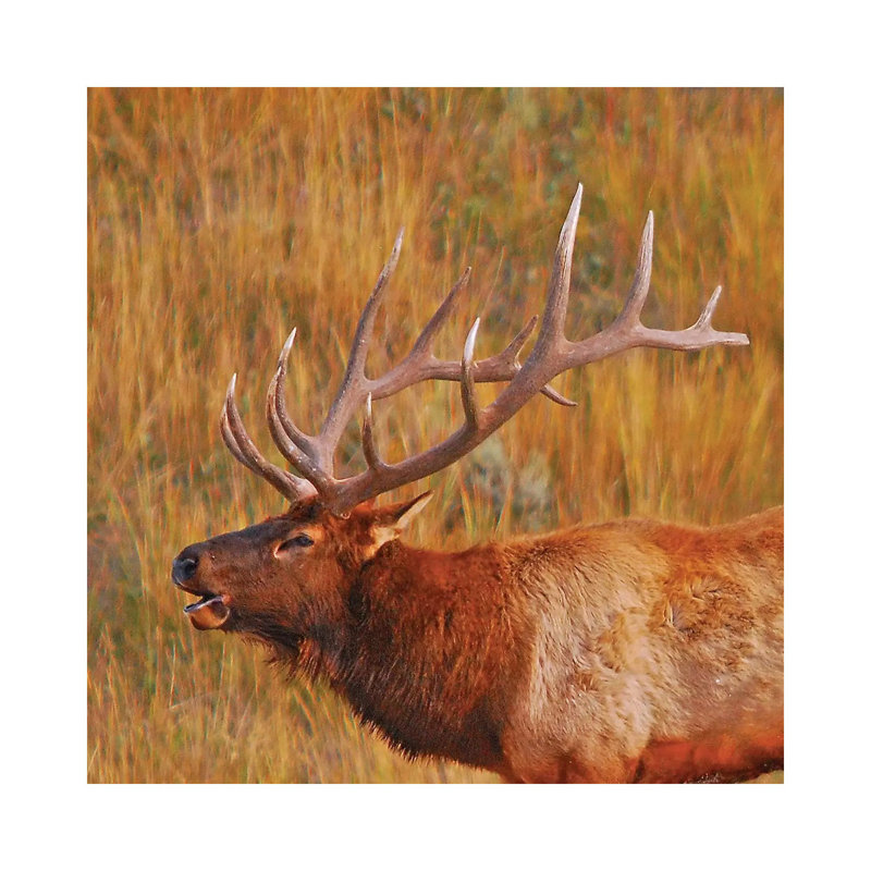 Bugling Elk by Brian Wolf - Wrapped Canvas Print