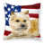 Cairn terrier