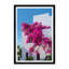 Climbing Bougainvillea I Print by Tim Klein
