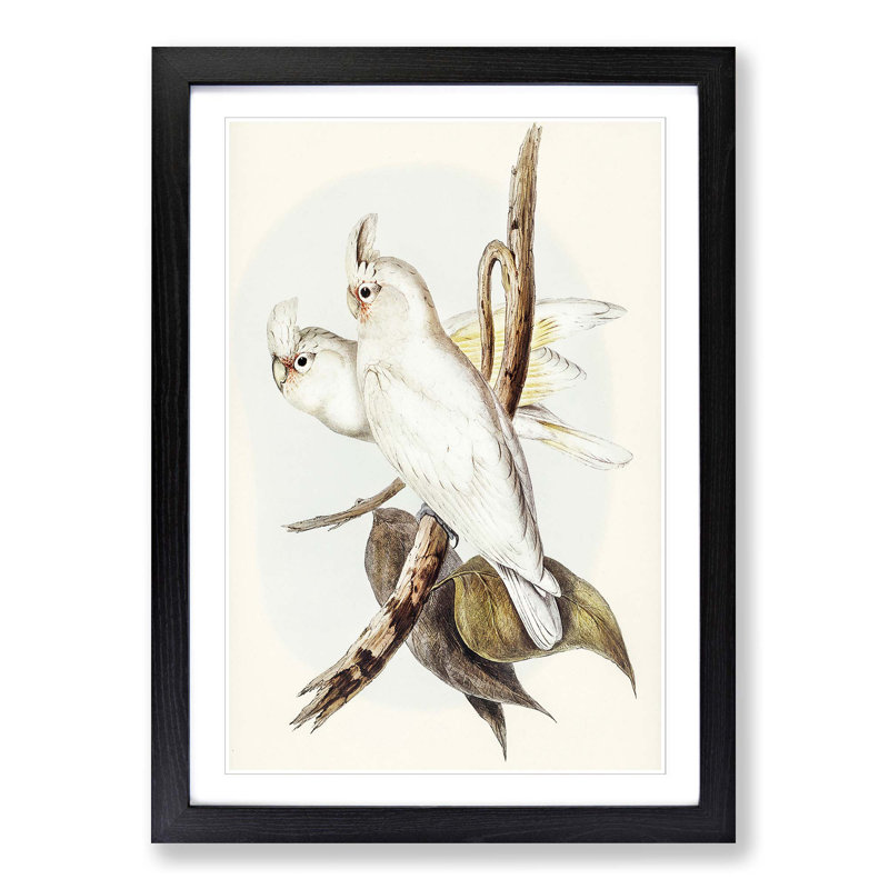 Blood-Stained Cockatoos by Elizabeth Gould - Picture Frame Art Print, 65cm H x 48cm W x 2cm D, Black Framed