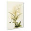 Magnolia Flowers Illustration Tab.87 by Frederick Sander - Wrapped Canvas-55311382