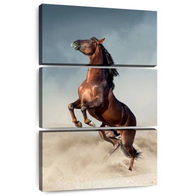 Brampt Brown Andalusian Horse