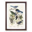 Magpie, Crow & Jay Birds by John James Audubon - Framed Print-55576615-55576616
