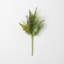 Fern Stems