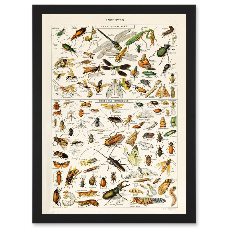 Millot Encyclopedia Vintage Insects Dragonfly Nature - Single Picture Frame Print, 32.3cm H x 23.39cm W