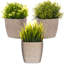 Abellas-Bauzo Pot Planter-1091340359
