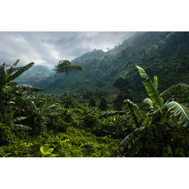 Jungle - Photographie sur toile tendue, H 20 po x l 30 po