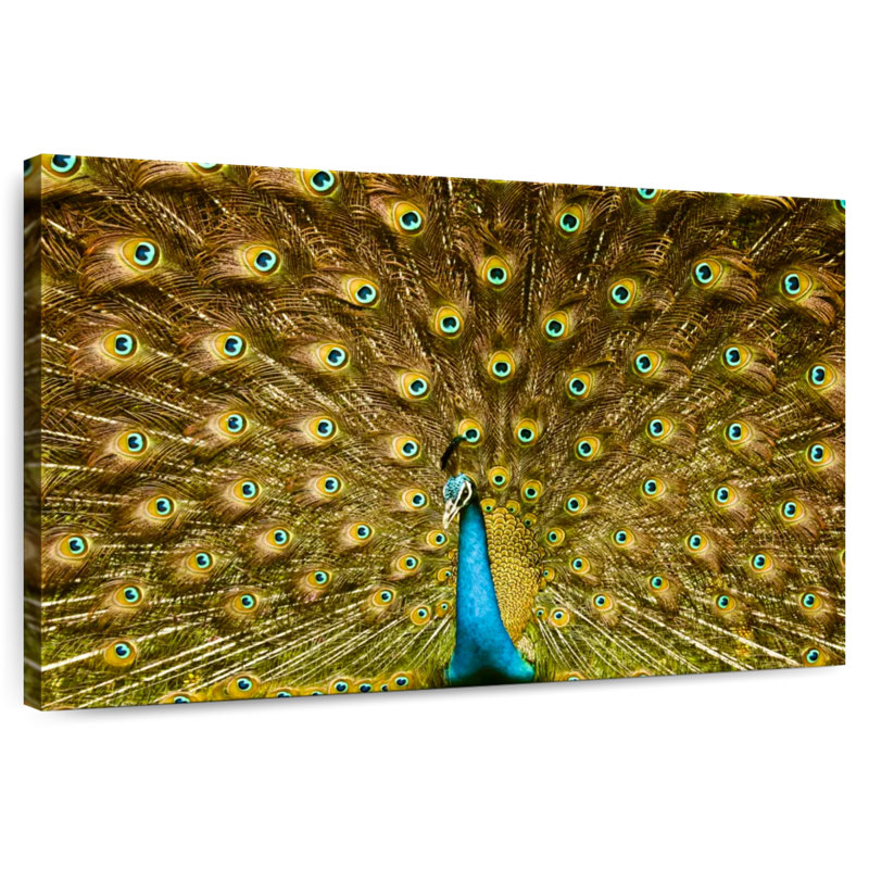 Crowle Gold Feathered Peacock