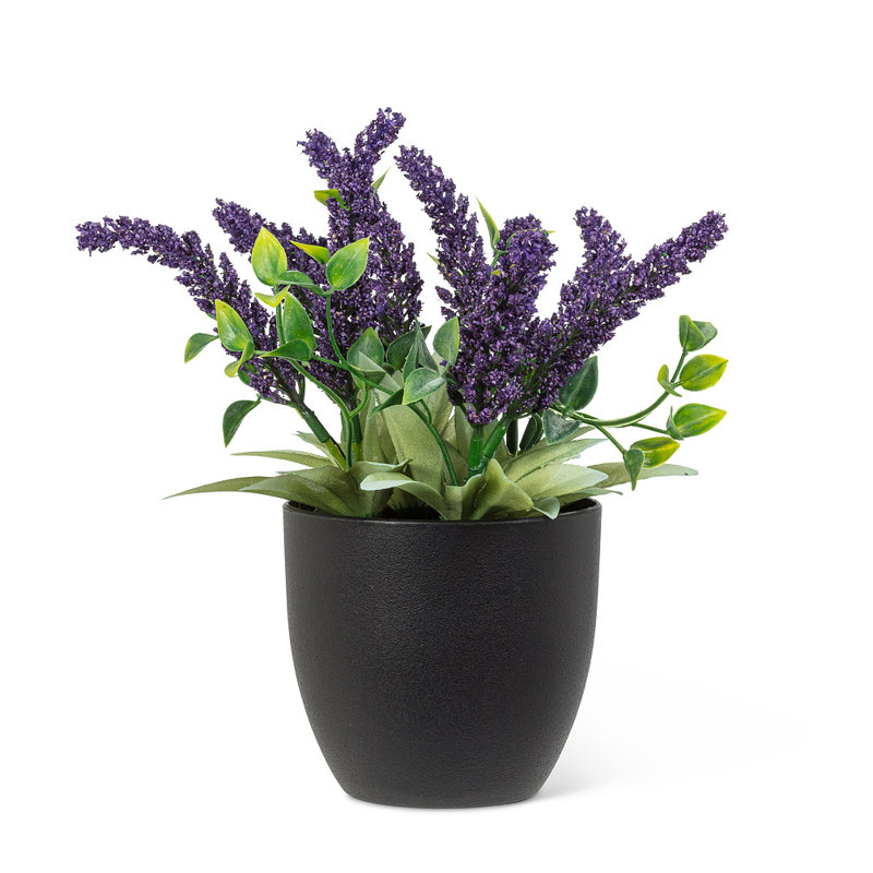 Bouquet de lavande mauve en pot