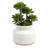 11'' Faux Succulent in Ceramic Pot