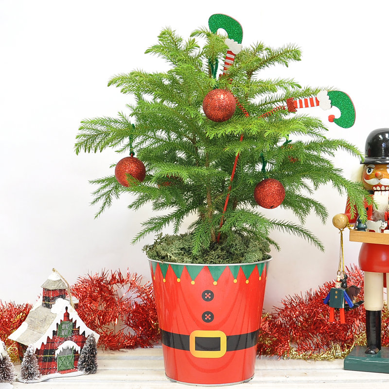 1.5' Fresh Cut Christmas Tree