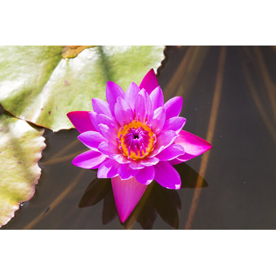 Arnolfo Pink Lotus - Wrapped Canvas Print
