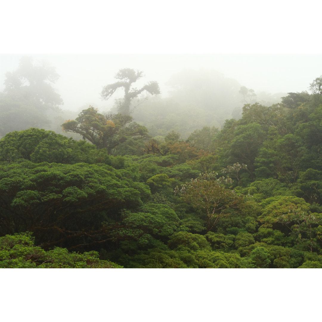 Wald in Costa Rica - Kunstdrucke auf Leinwand