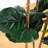 Artificial Fiddle Leaf Tree in Decorative White Planter-188350080