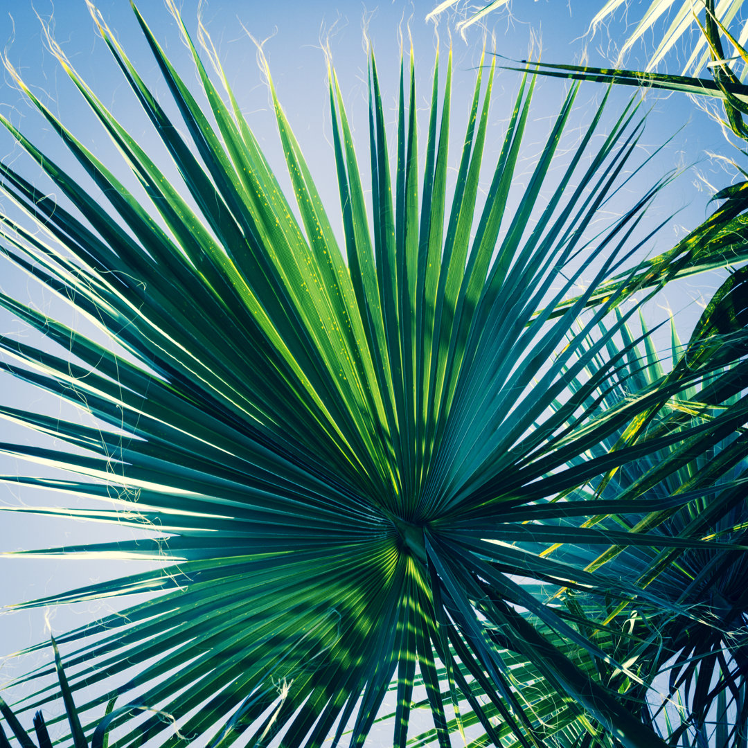 Leinwandbild Palm Tree Below von Letty17