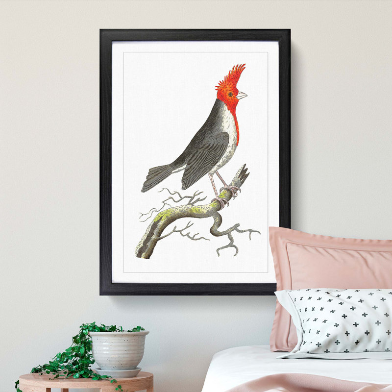 Crested Cardinal Bird by George Shaw - Framed Print, 36cm H x 27cm W x 2cm D, Black Framed