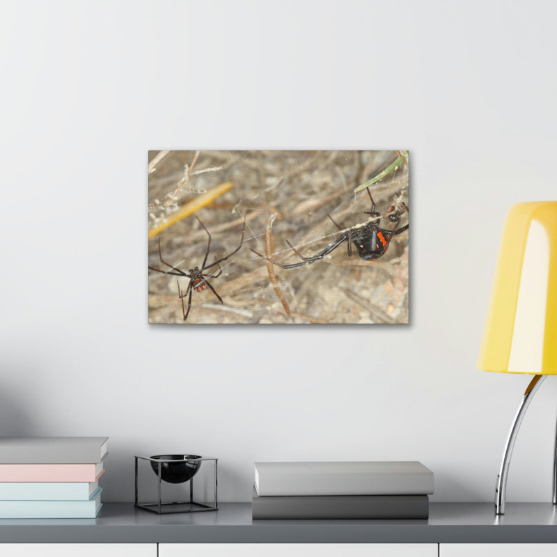 «Black Widow Couple», art mural animalier, H 12 po x l 16 po