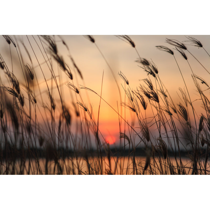 Wildflower At Sunset - Wrapped Canvas Print, 61cm H x 91cm W