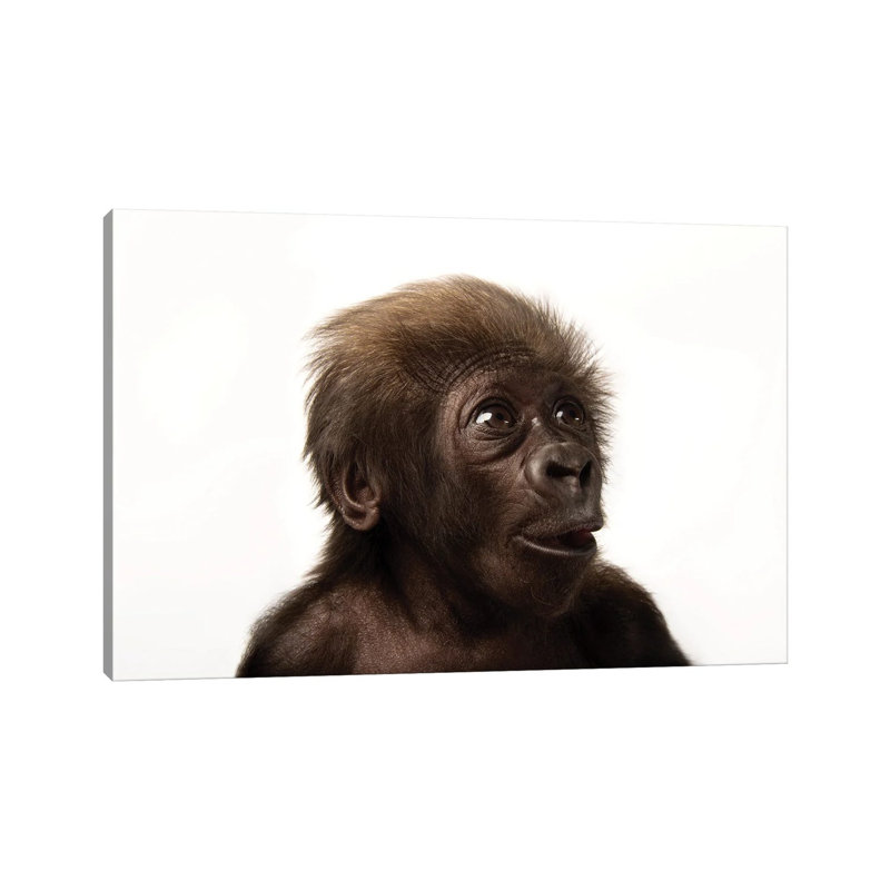 A Critically Endangered Six-Week-Old Female Baby Gorilla At The Cincinnati Zoo II by Joel Sartore - Gallery-Wrapped Canvas Giclée on Canvas