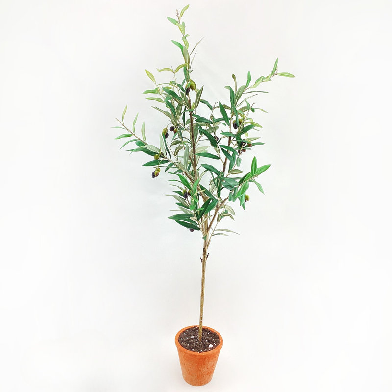 Piazza Potted Olive Tree 56in