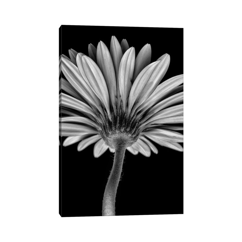 Bw Gerber Daisy - Wrapped Canvas Print, 30.48cm H x 20.32cm W x 1.905cm D