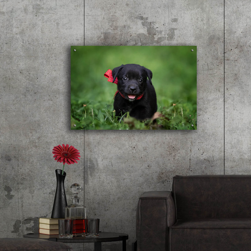 «Black Lab Pup 10» par Jonathan Ross, H 24 po x l 36 po x P 0,2 po
